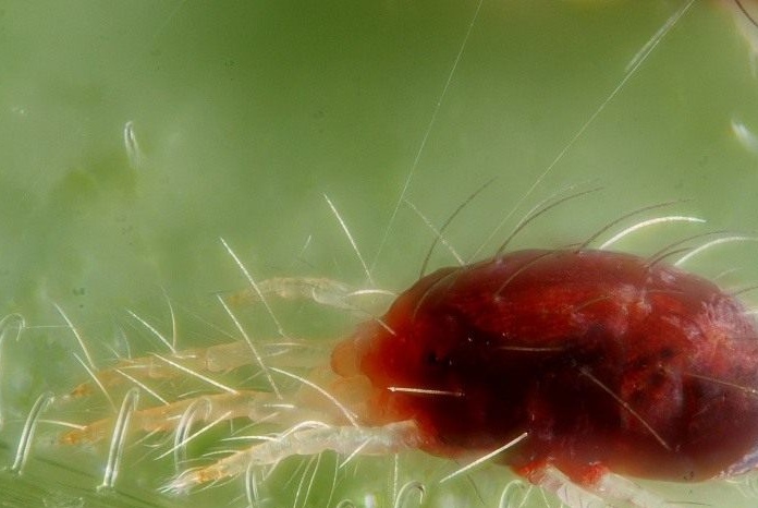 Common spider mite