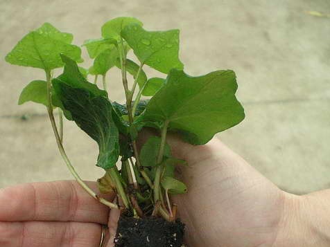 Rooted cuttings of common ivy