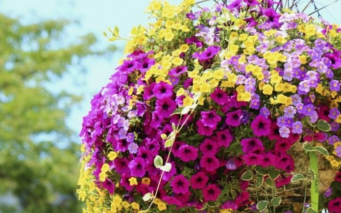 when to plant a petunia to bloom in May