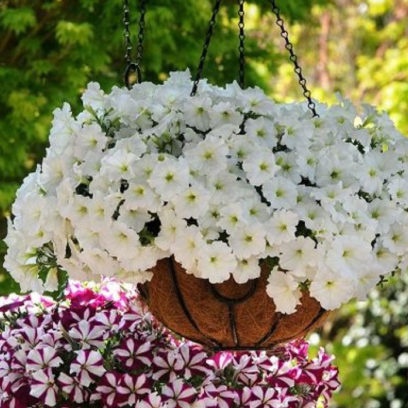 when to plant a petunia to bloom in May