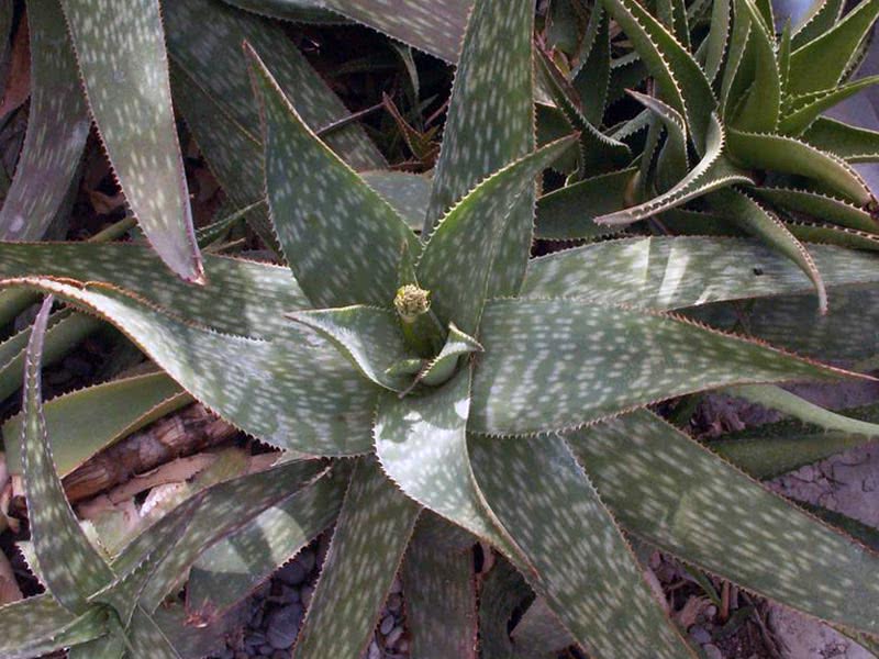 Aloe tvål