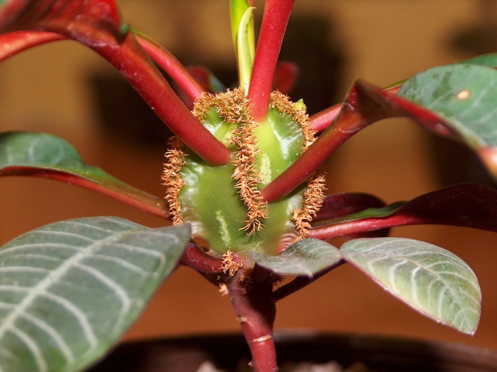 Euphorbia סיד