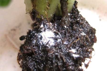 Mealybug root