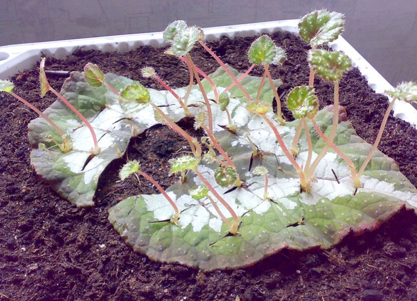 Growing begonias from a leaf