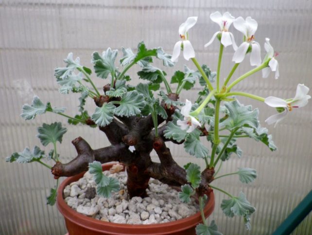 Suckulent geranium