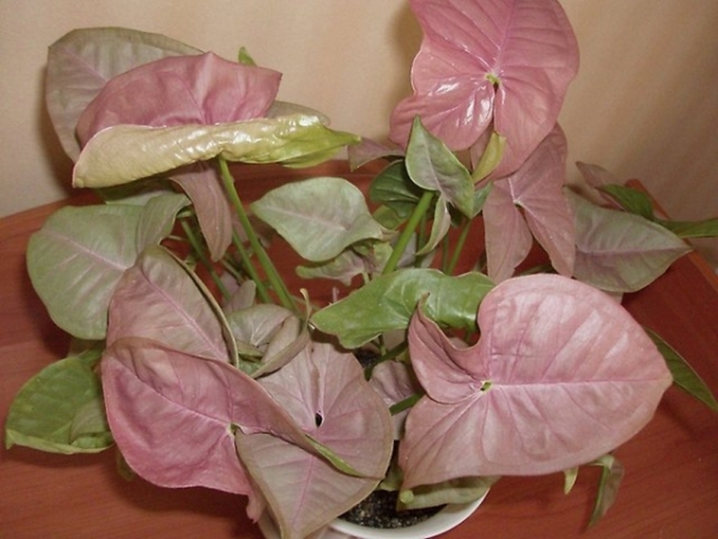 الوردي Syngonium