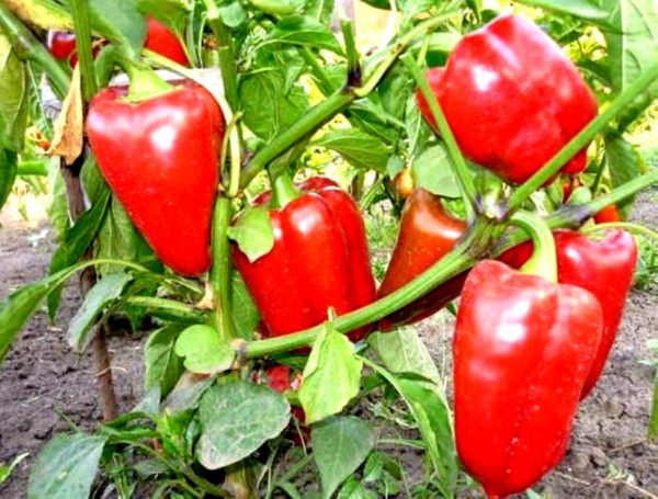 vertikálne zvädnuté papriky