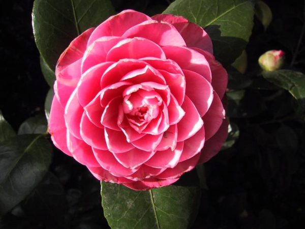 Penjagaan camellia di rumah