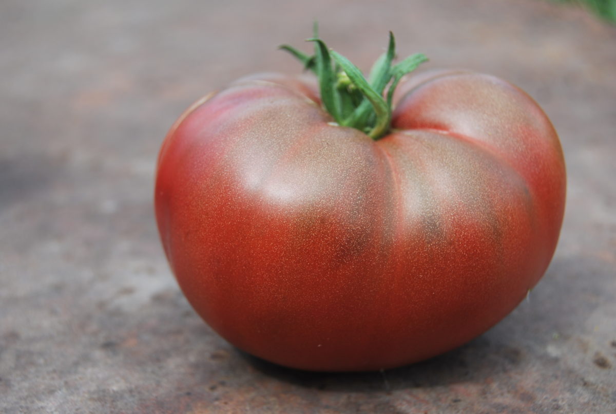 svarta tomater