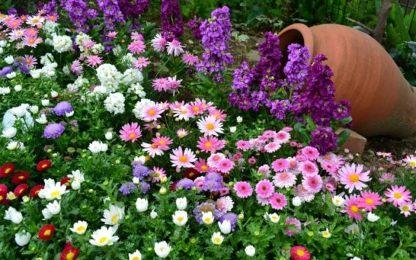 flower beds in the country with your own hands