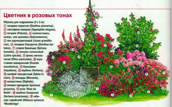 flower garden until late autumn