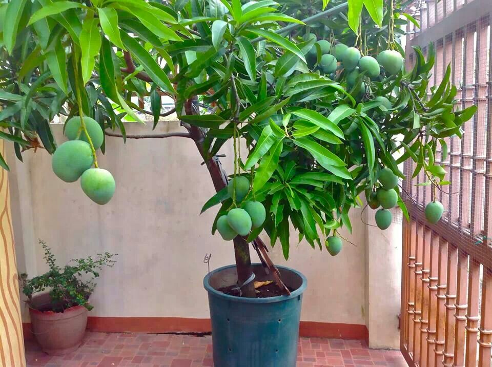Frutos de mango en un árbol