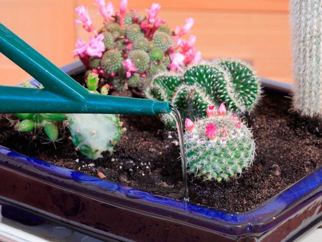Zalévání kaktusu