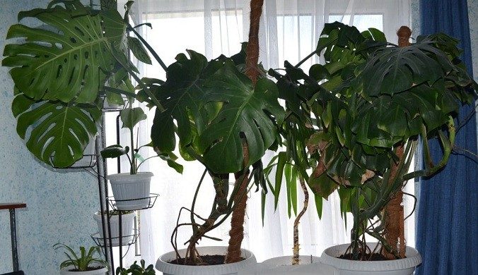 Monstera in the room