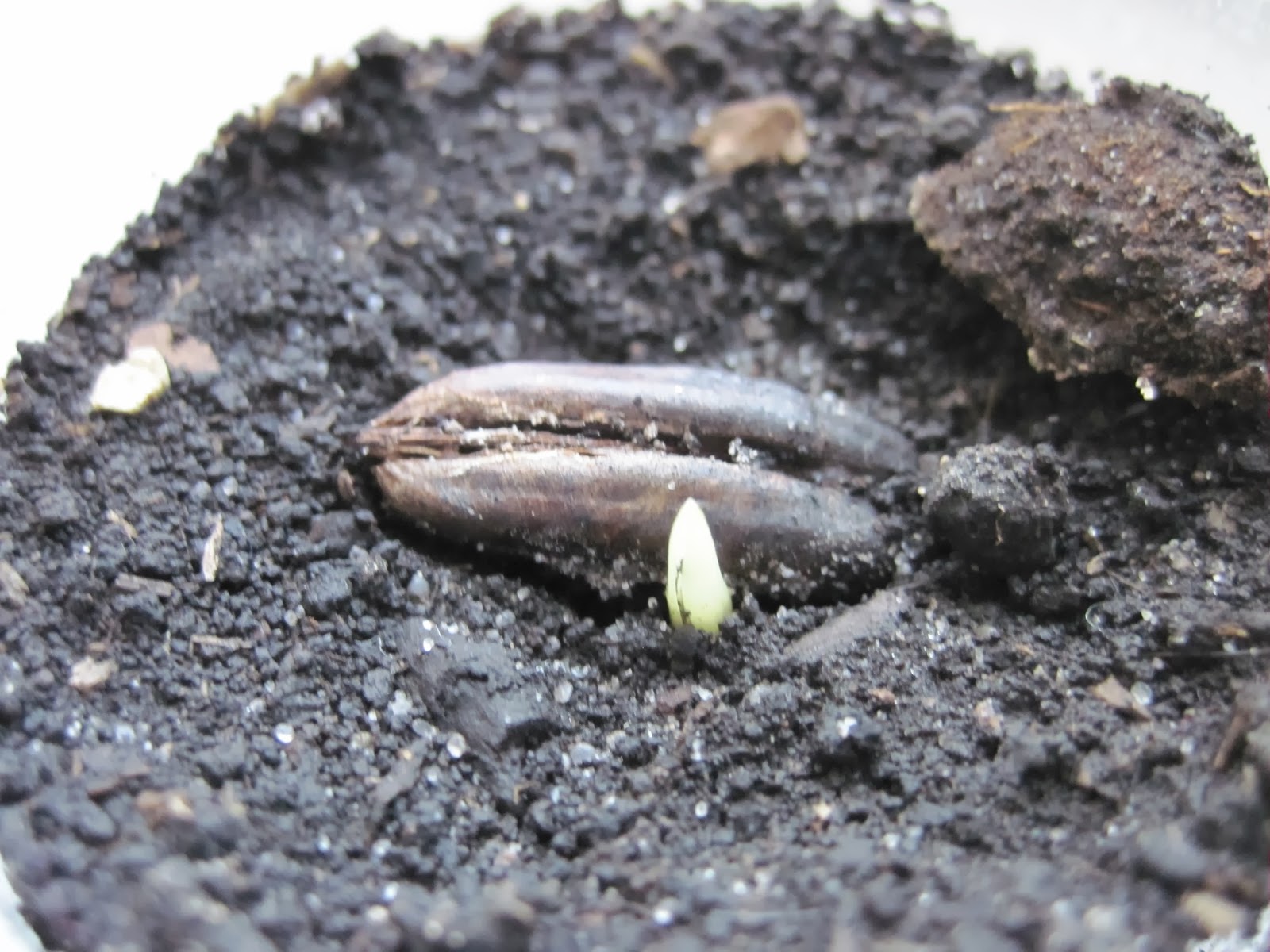 Палмова почва