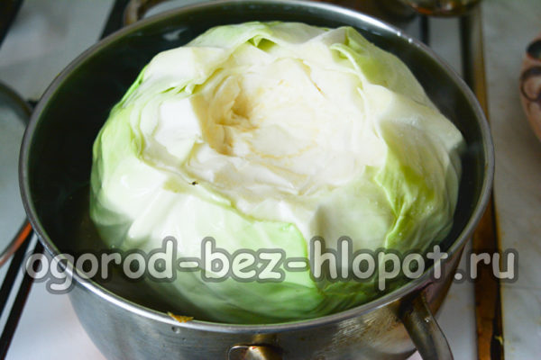 boil cabbage