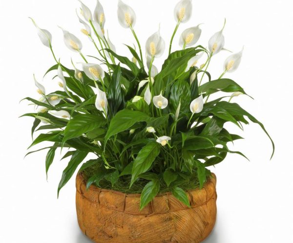 What to do after buying spathiphyllum?