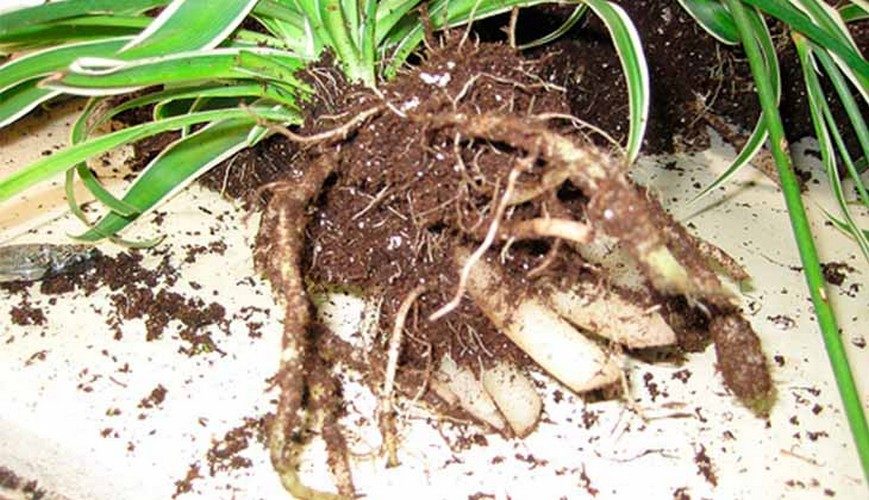 Sistema de raíces