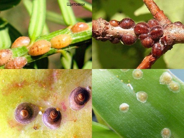 Varieties of scale insects