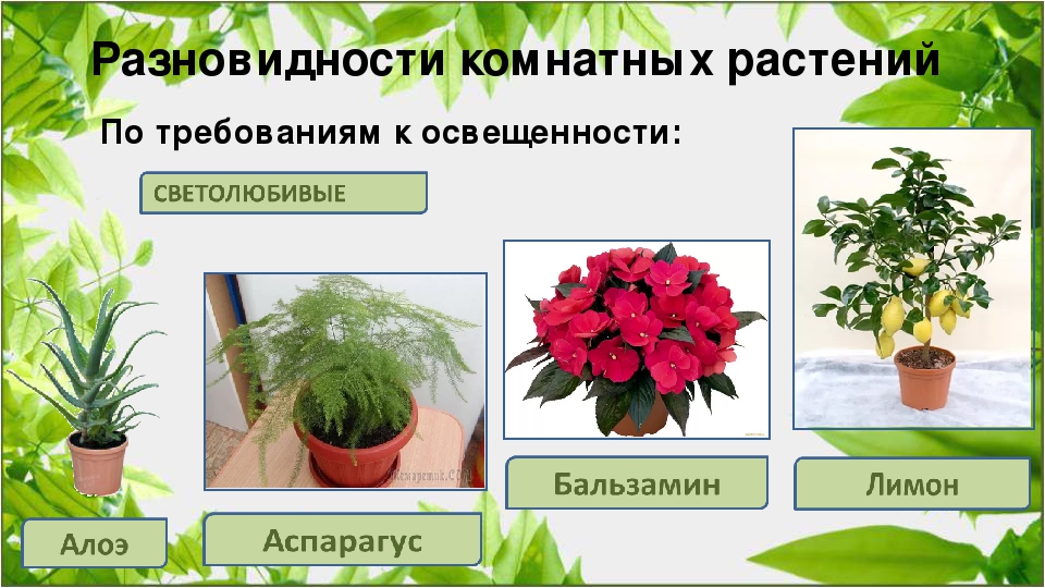 צמחים פנימיים פוטופיליים