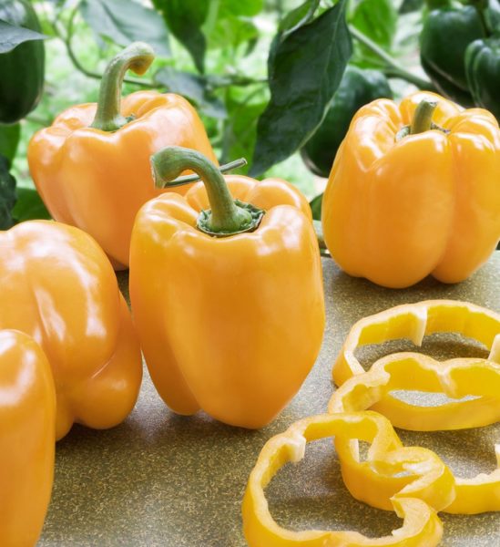 The most hardy varieties of pepper