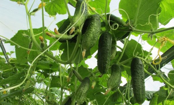 when to plant cucumbers 2019
