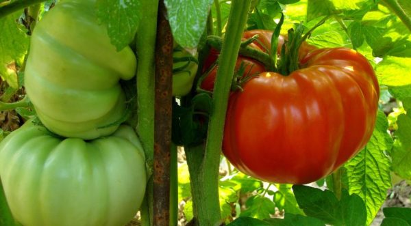 Odrody paradajkových gigantov pre stredné Rusko