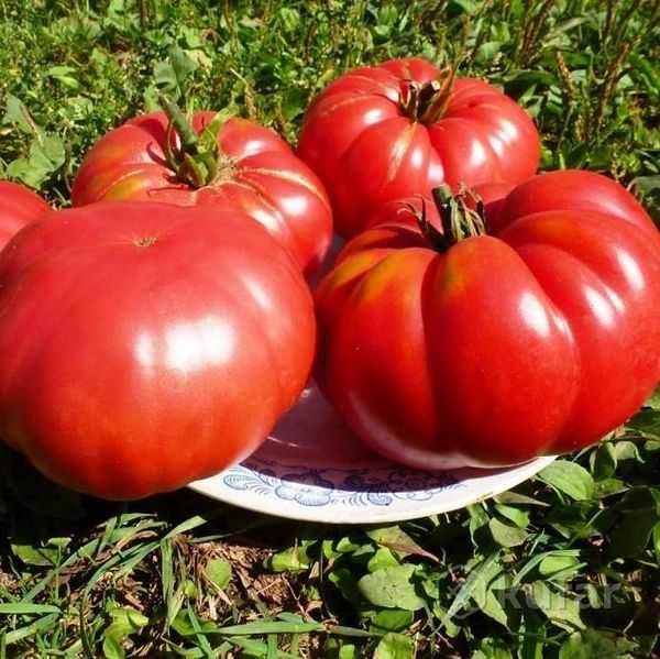 זנים של ענקי עגבניות למרכז רוסיה