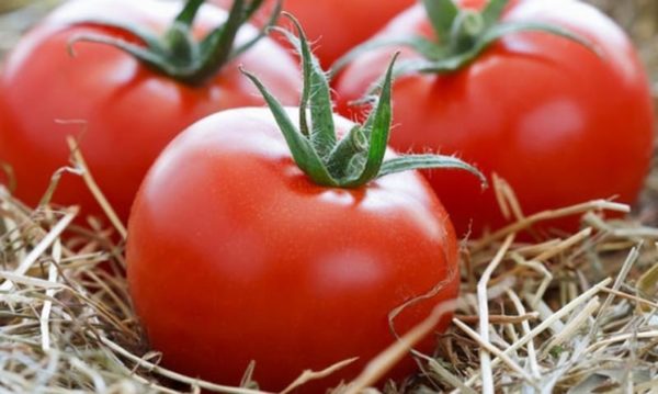 Variationer av tomatjättar för Centrala Ryssland
