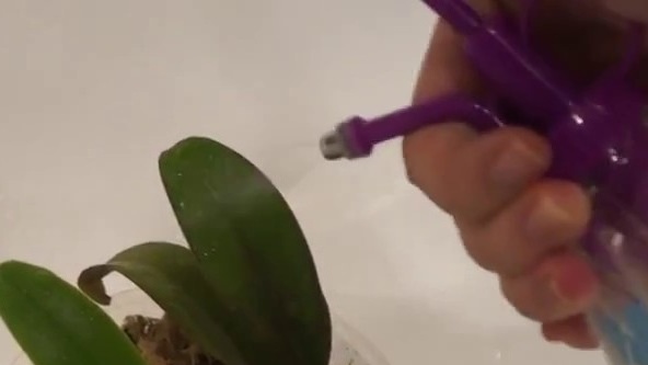 Fytoermus orchidbehandling
