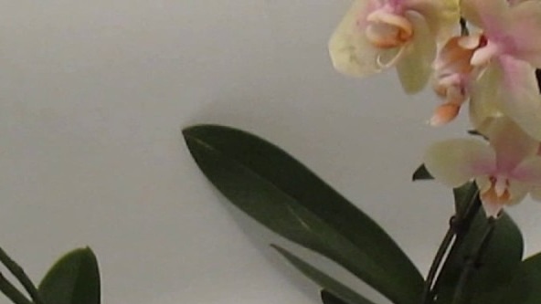 Traitement d'orchidée