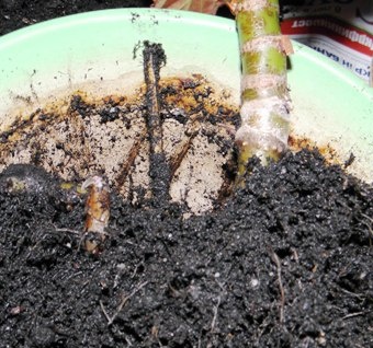 Begonia transplantation