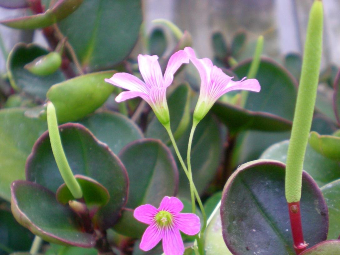 Peperomia floraison