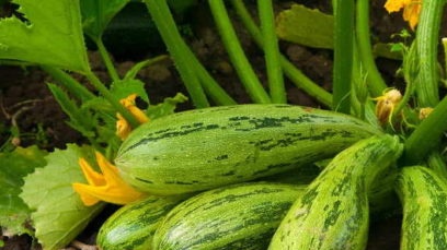 när man planterar zucchini
