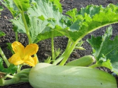 när man planterar zucchini 2019