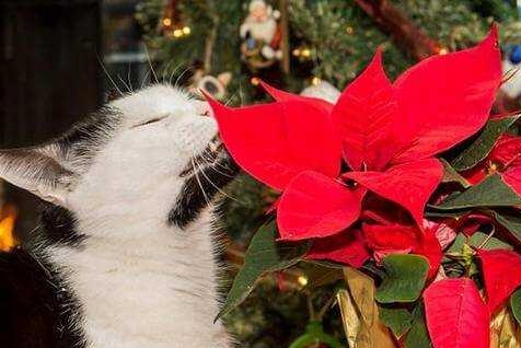 Poinsettia and cat