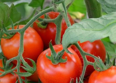 variedades tempranas de tomate