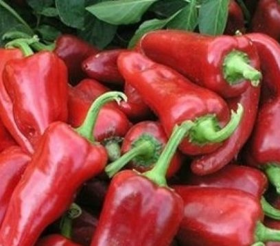 pepper samander