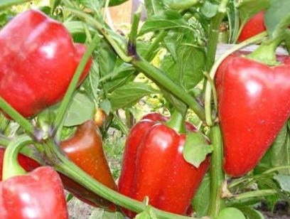 vertikálne zvädnuté papriky