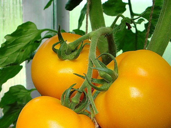 Sladké žlté paradajky