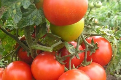 varieti tomato tahan hawar lewat
