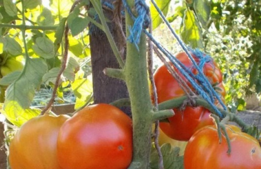 זני עגבניות מוקדמים