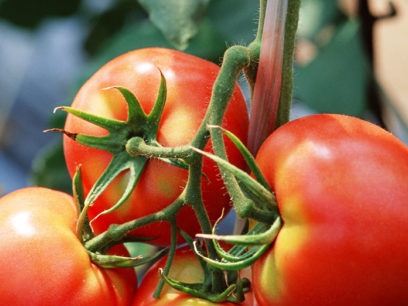 tomatenrassen die bestand zijn tegen de late ziekte