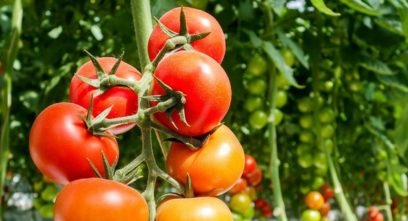 устойчиви на къс до изгаряне домати сортове