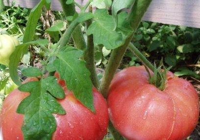 variedades de tomate resistentes al tizón tardío