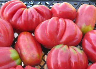 rebrované paradajky