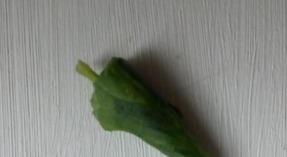 Turunda in het oor van een blad van geranium