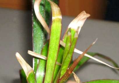 Dry leaf tips