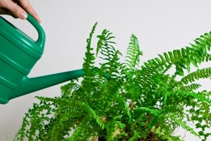 Watering a fern