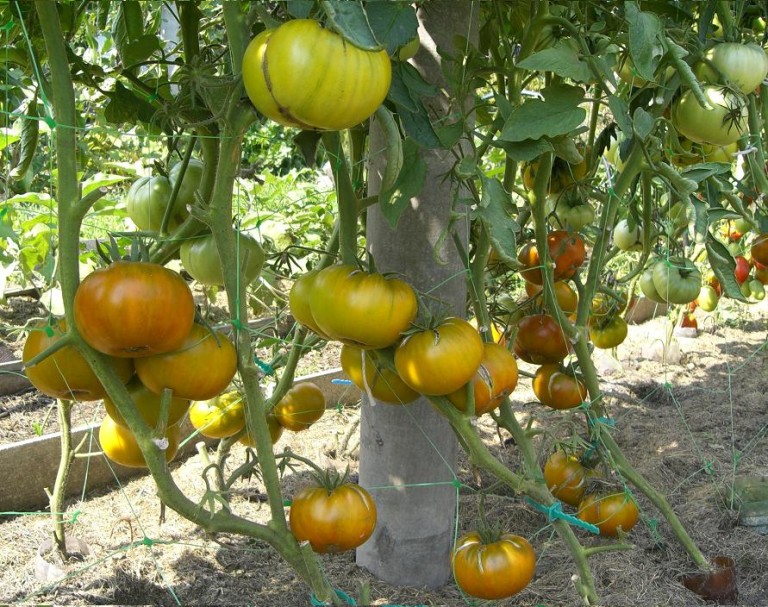 tomater för växthus, gröna sorter